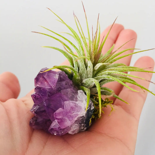 Crystal Air Plant