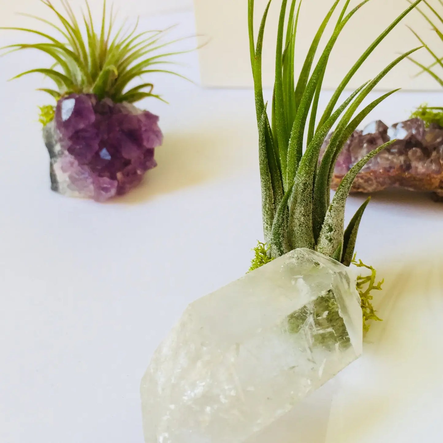 Crystal Air Plant