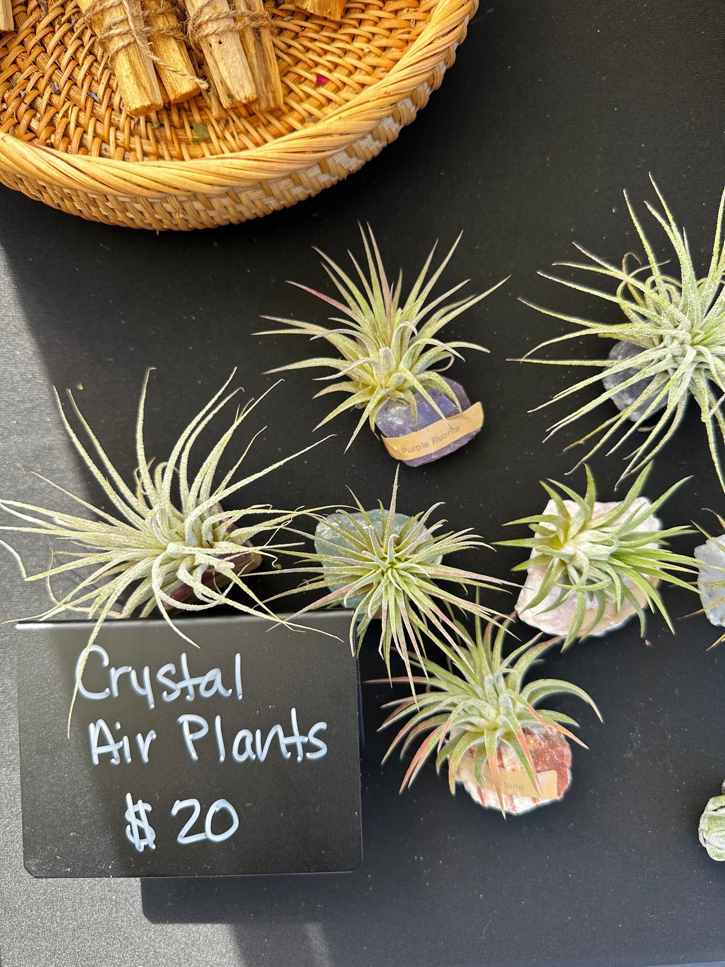 Crystal Air Plant