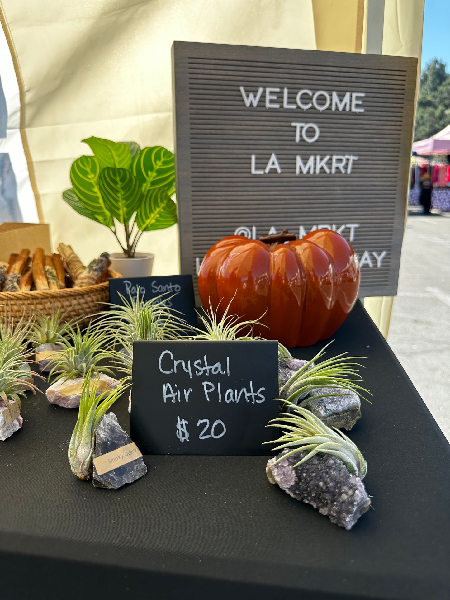 Crystal Air Plant