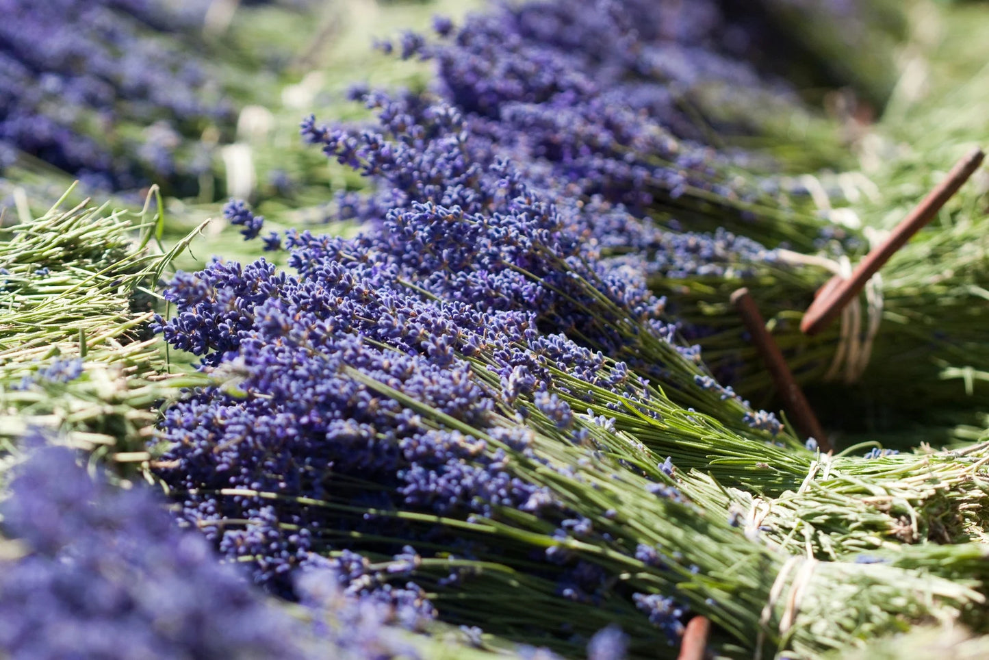 1 Bundle (About 180pcs) Dry Lavender Bouquet 100% Natural Dry Lavender